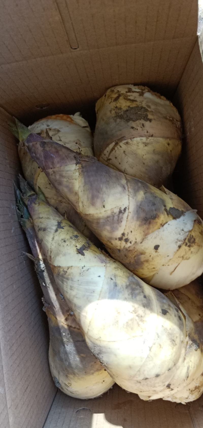 马蹄笋是夏天才有的美好食才，和肉简单一炒真香，是美好搭档