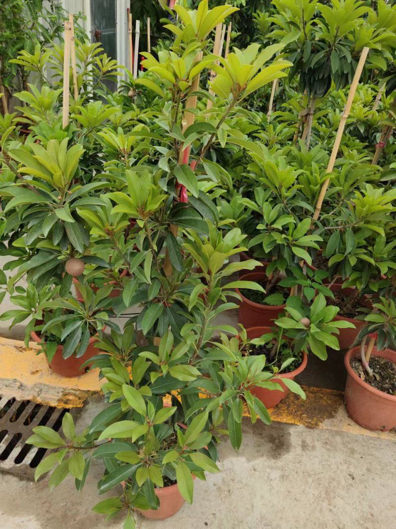 人心果苗树苗优质盆栽阳台品种水果王超甜人心果树苗庭