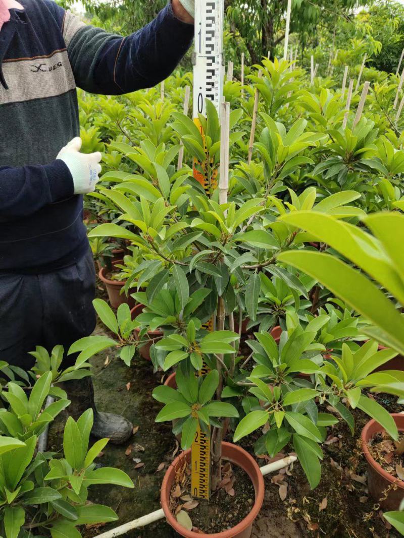 人心果苗树苗优质盆栽阳台品种水果王超甜人心果树苗庭