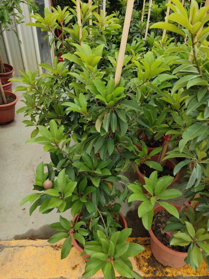 人心果苗树苗优质盆栽阳台品种水果王超甜人心果树苗庭