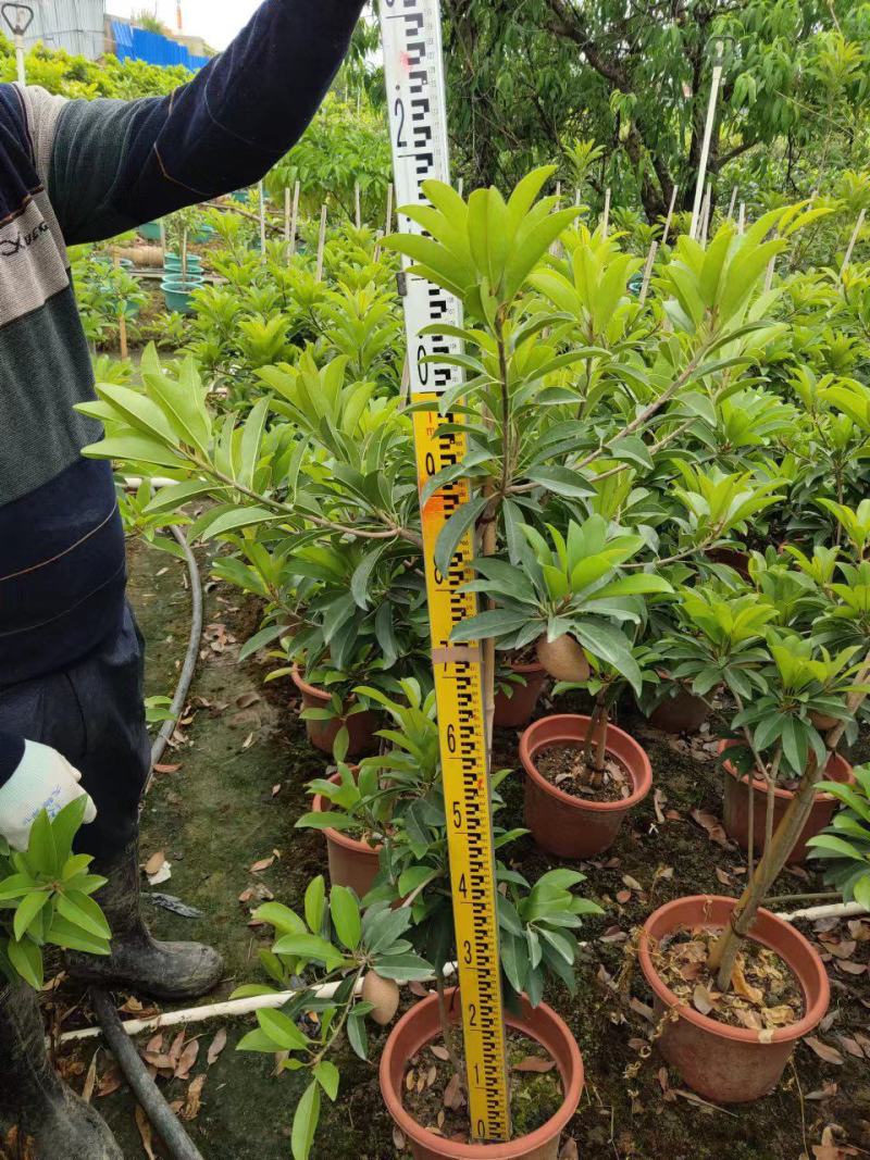 人心果苗树苗优质盆栽阳台品种水果王超甜人心果树苗庭