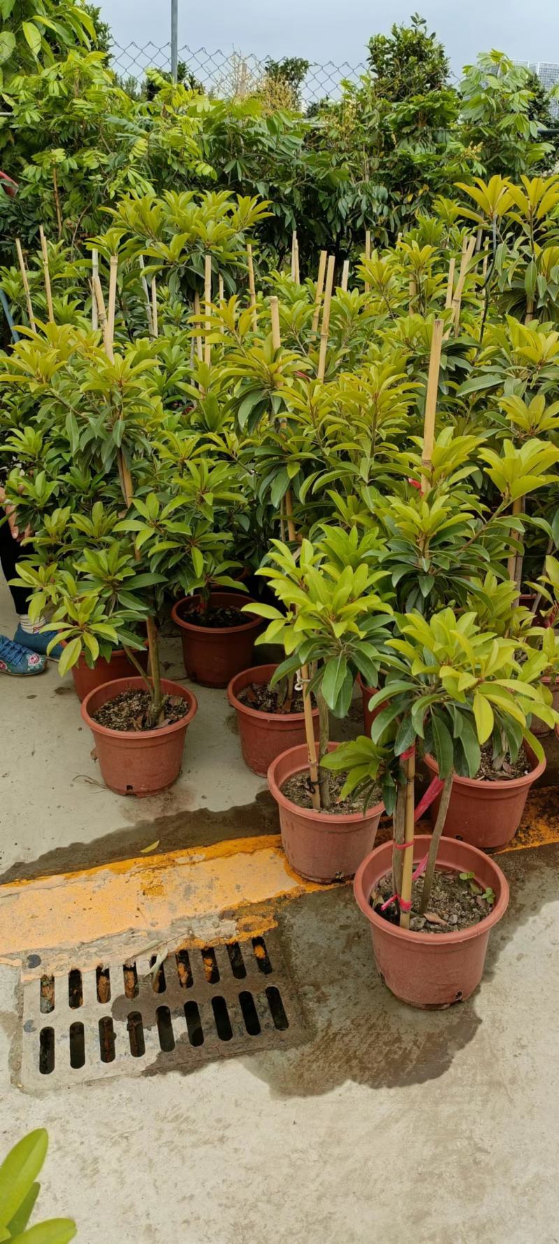 人心果苗树苗优质盆栽阳台品种水果王超甜人心果树苗庭
