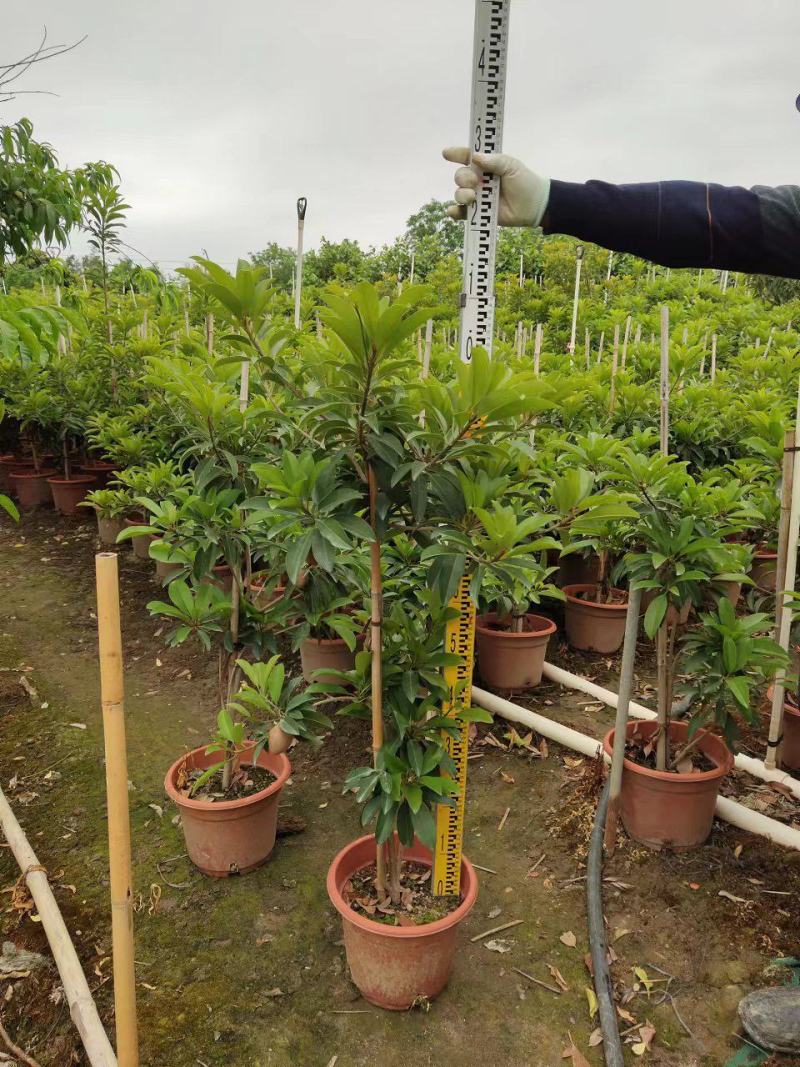 人心果苗树苗优质盆栽阳台品种水果王超甜人心果树苗庭