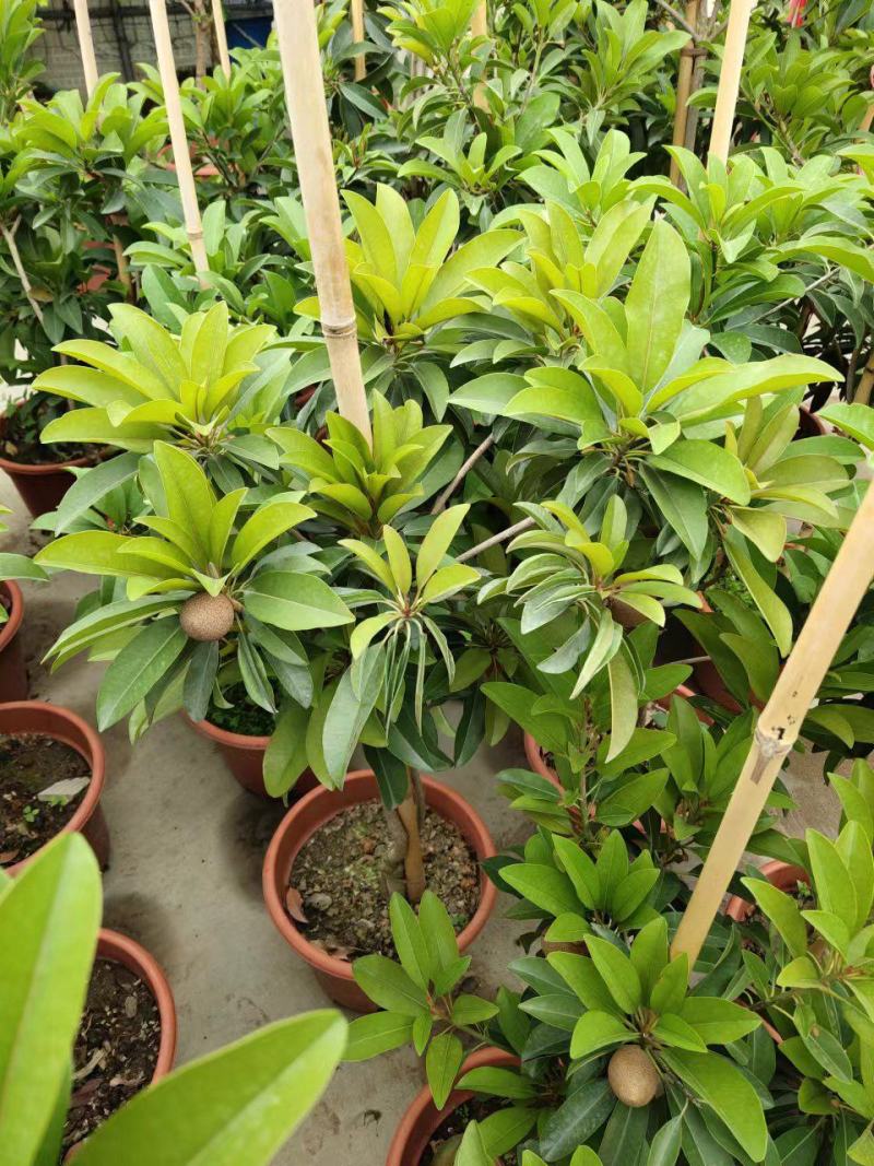 人心果苗树苗优质盆栽阳台品种水果王超甜人心果树苗庭