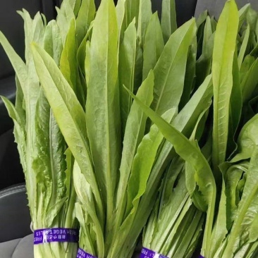 《精品油麦菜》油麦菜精品油麦菜精品有需要的老板欢迎前洽谈