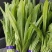 《精品油麦菜》油麦菜精品油麦菜精品有需要的老板欢迎前洽谈