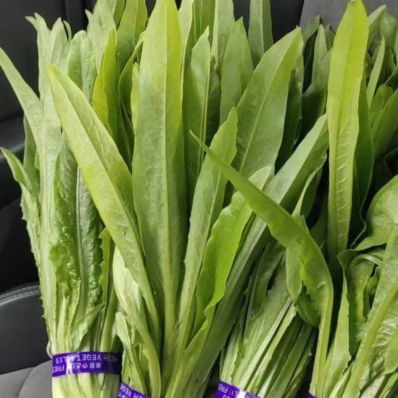 《精品油麦菜》油麦菜精品油麦菜精品有需要的老板欢迎前洽谈