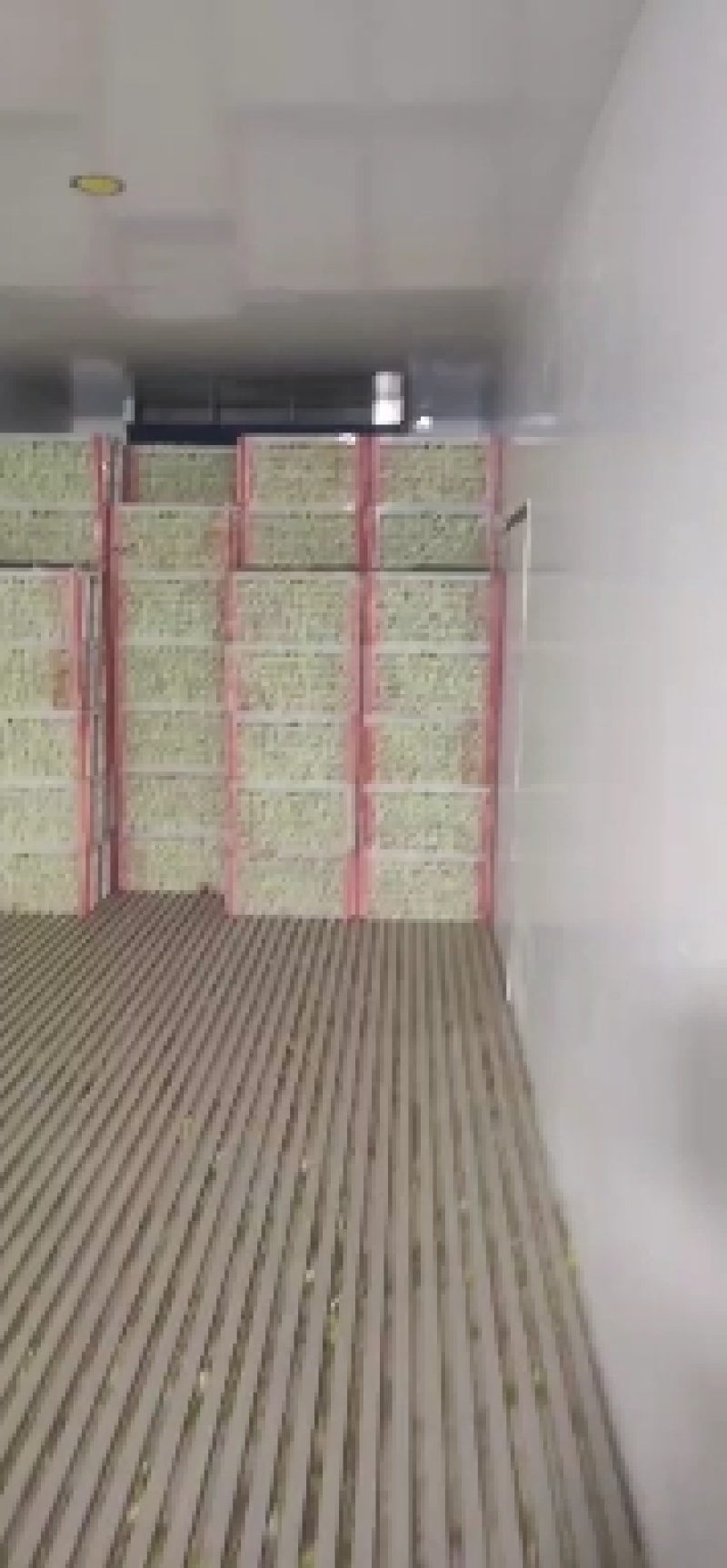 《精品油麦菜》油麦菜精品油麦菜精品有需要的老板欢迎前洽谈