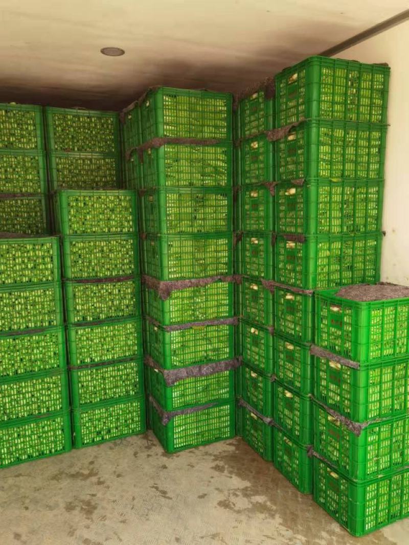 《精品油麦菜》油麦菜精品油麦菜精品有需要的老板欢迎前洽谈