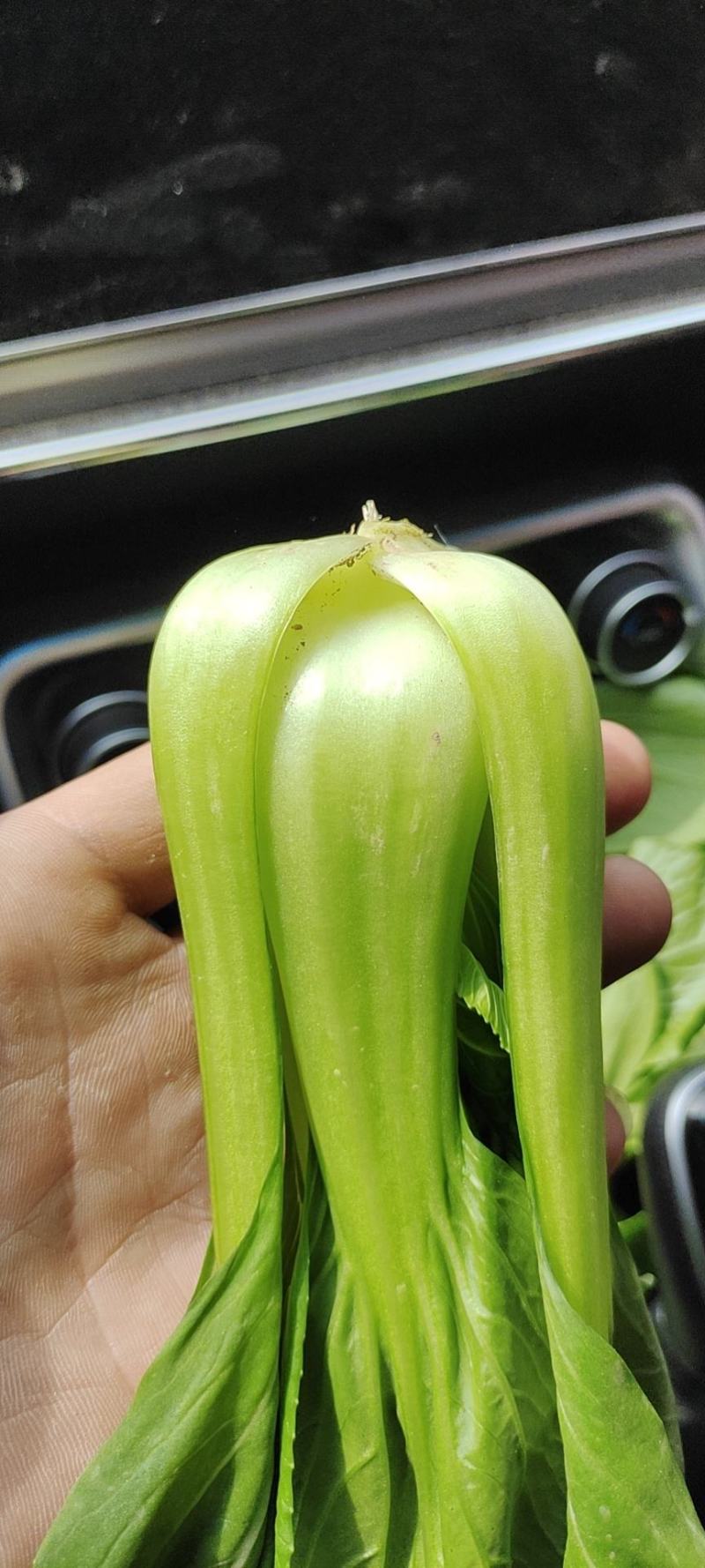 《精品油麦菜》油麦菜精品油麦菜精品有需要的老板欢迎前洽谈