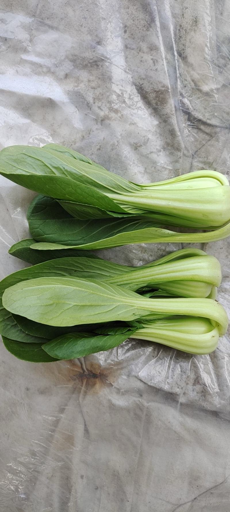 《精品油麦菜》油麦菜精品油麦菜精品有需要的老板欢迎前洽谈