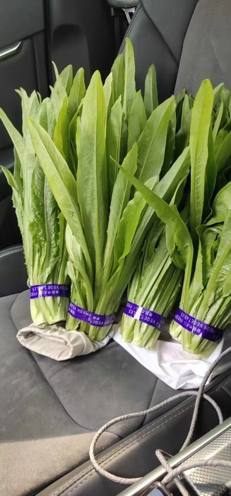 《精品油麦菜》油麦菜精品油麦菜精品有需要的老板欢迎前洽谈