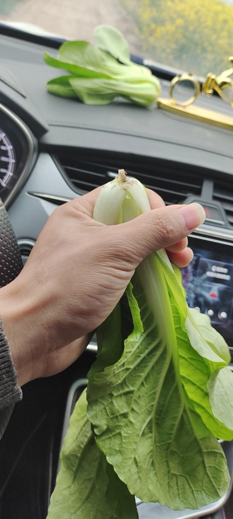 《精品油麦菜》油麦菜精品油麦菜精品有需要的老板欢迎前洽谈