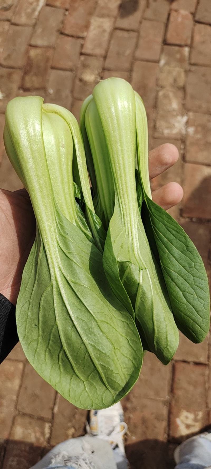 《精品油麦菜》油麦菜精品油麦菜精品有需要的老板欢迎前洽谈