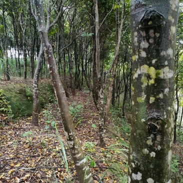 沉香木，8-15公分，可留地采香，可挖走做绿化树价格可议