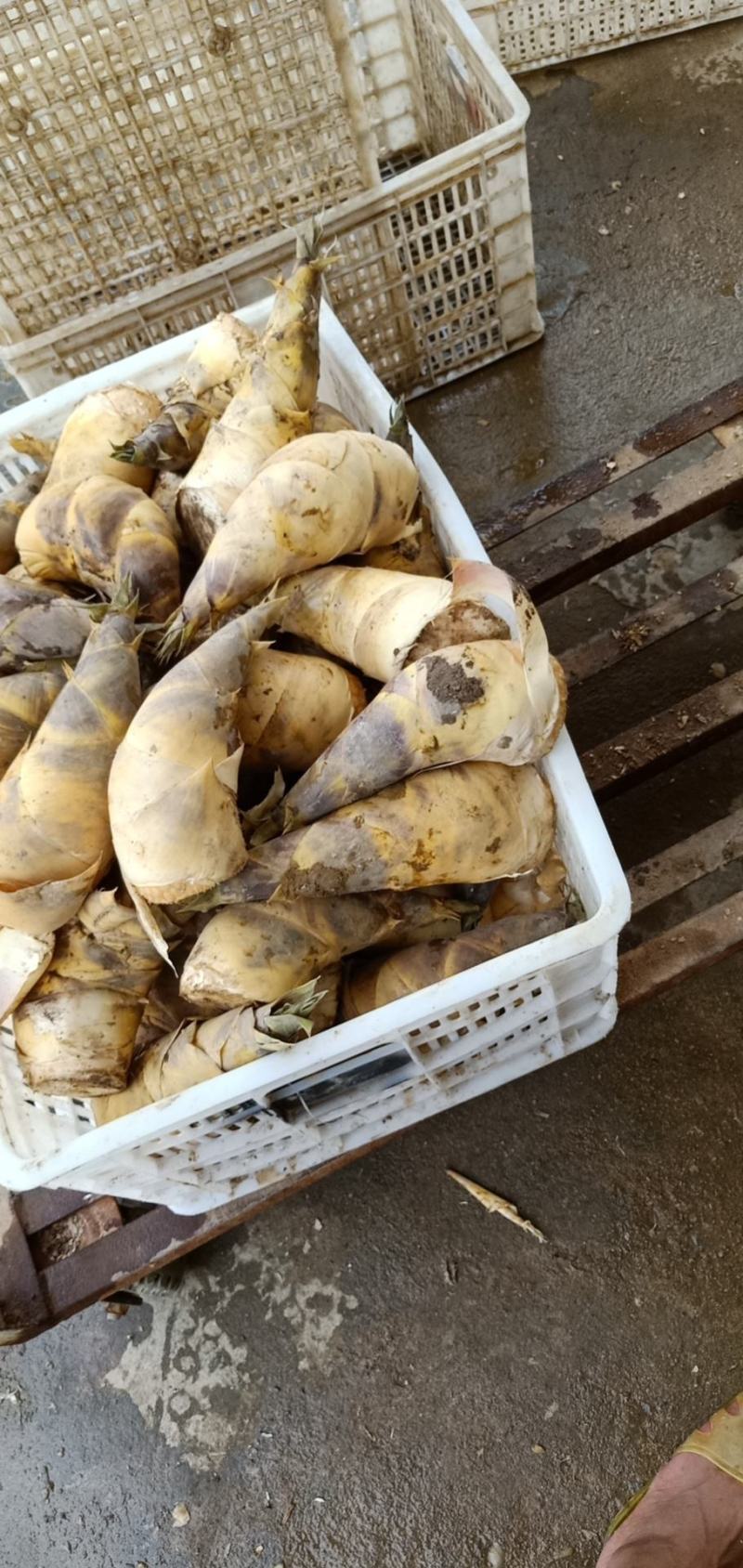 马蹄笋产地直销，价钱实惠，货源充足，欢迎采购