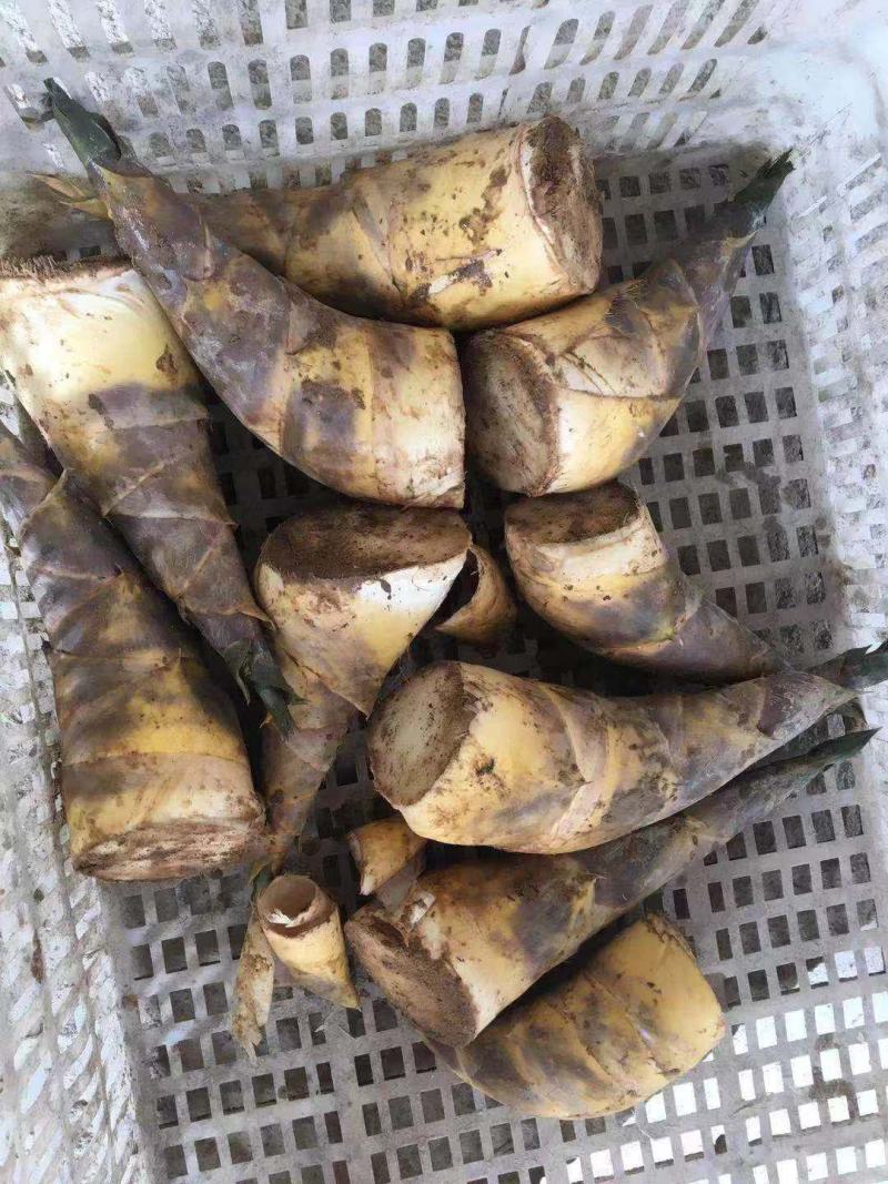 马蹄笋产地直销，价钱实惠，货源充足，欢迎采购