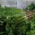 香菜27.cm产地直供