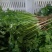 香菜27.cm产地直供