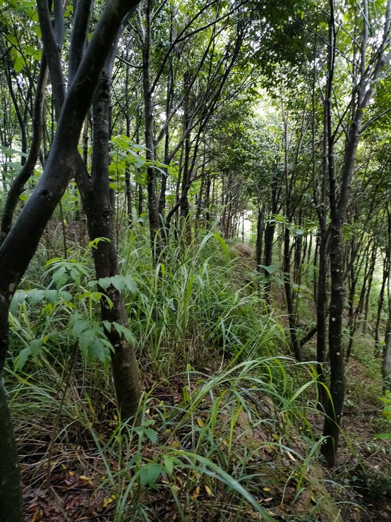 沉香木，8-15公分，可留地采香，可挖走做绿化树价格可议