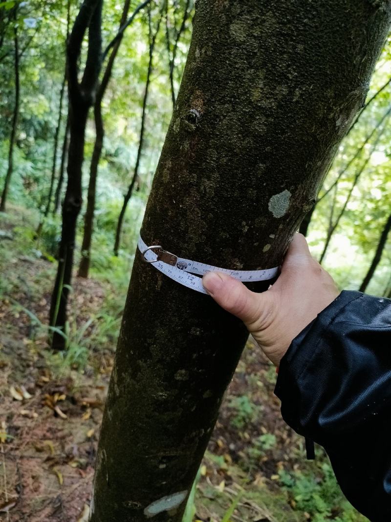 沉香木，8-15公分，可留地采香，可挖走做绿化树价格可议