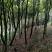 沉香木，8-15公分，可留地采香，可挖走做绿化树价格可议