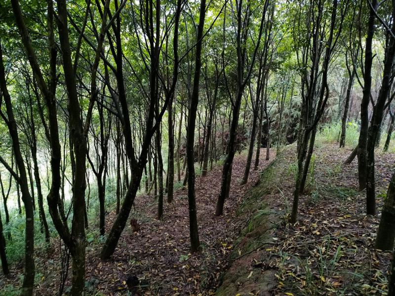 沉香木，8-15公分，可留地采香，可挖走做绿化树价格可议