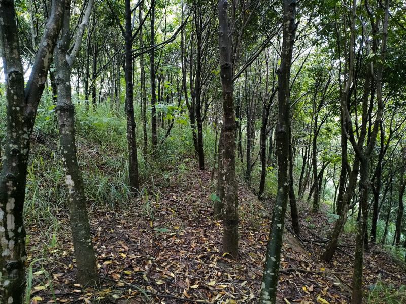 沉香木，8-15公分，可留地采香，可挖走做绿化树价格可议