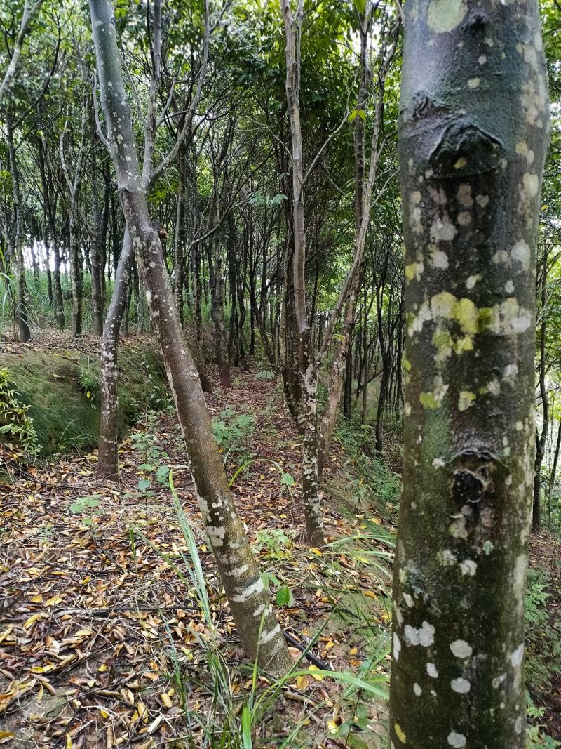 沉香木，8-15公分，可留地采香，可挖走做绿化树价格可议