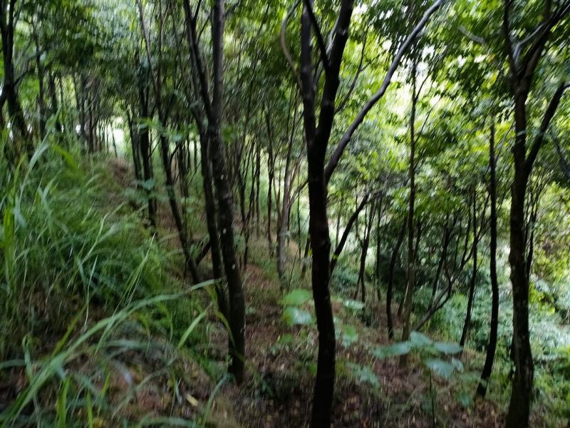 沉香木，8-15公分，可留地采香，可挖走做绿化树价格可议