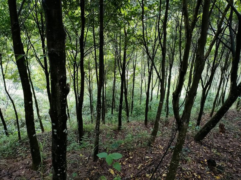 沉香木，8-15公分，可留地采香，可挖走做绿化树价格可议