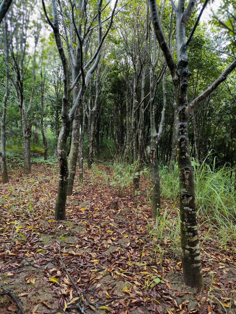 沉香木，8-15公分，可留地采香，可挖走做绿化树价格可议