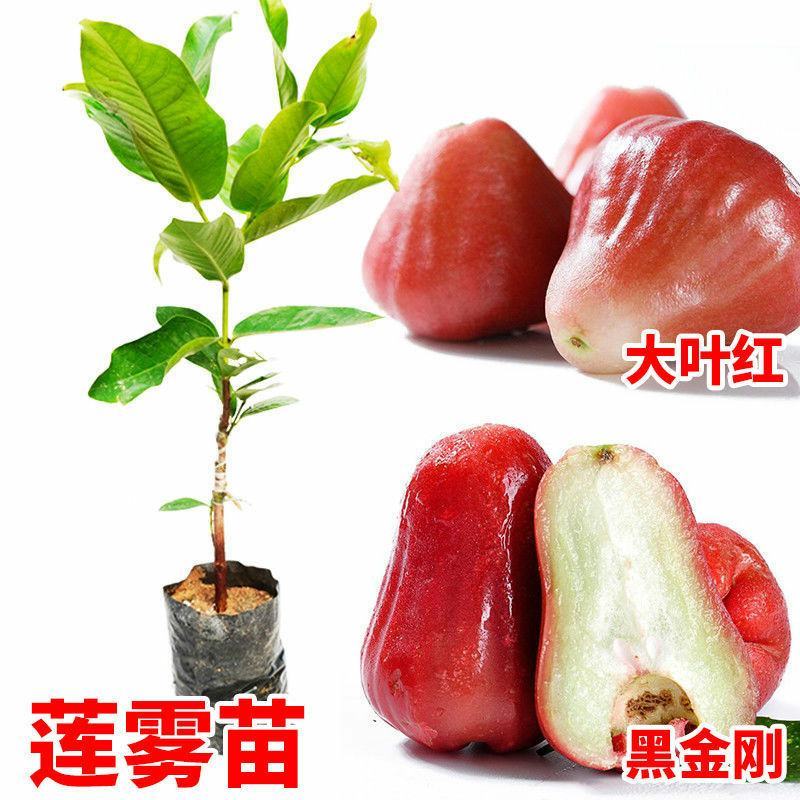 黑金刚莲雾树苗大叶红台湾正宗嫁接苗庭院地栽当年开花结果带