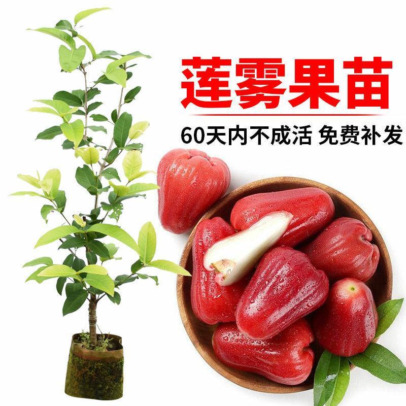 黑金刚莲雾树苗大叶红台湾正宗嫁接苗庭院地栽当年开花结果带