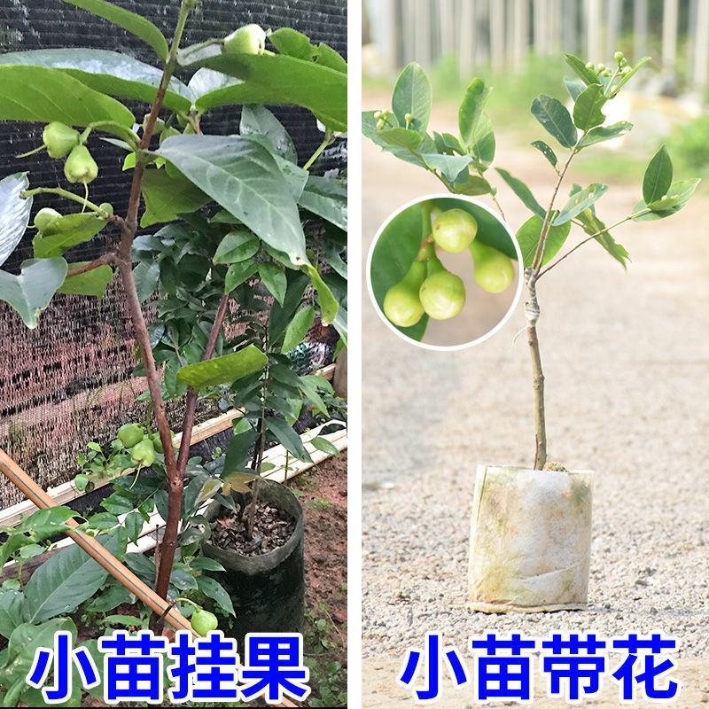 黑金刚莲雾树苗大叶红台湾正宗嫁接苗庭院地栽当年开花结果带