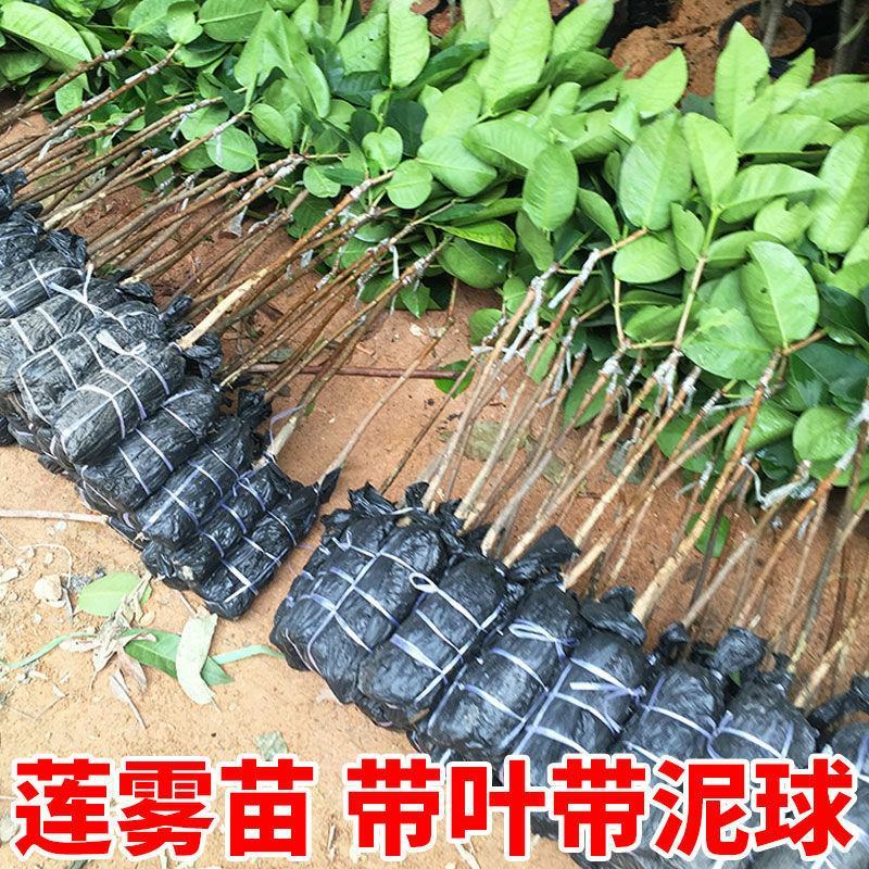 黑金刚莲雾树苗大叶红台湾正宗嫁接苗庭院地栽当年开花结果带
