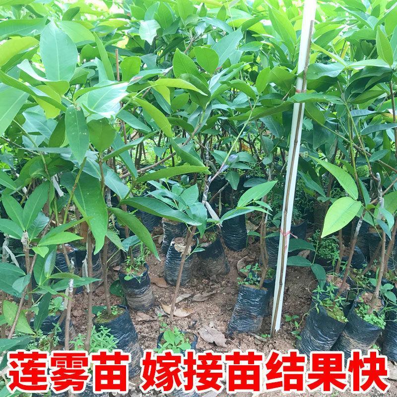 黑金刚莲雾树苗大叶红台湾正宗嫁接苗庭院地栽当年开花结果带