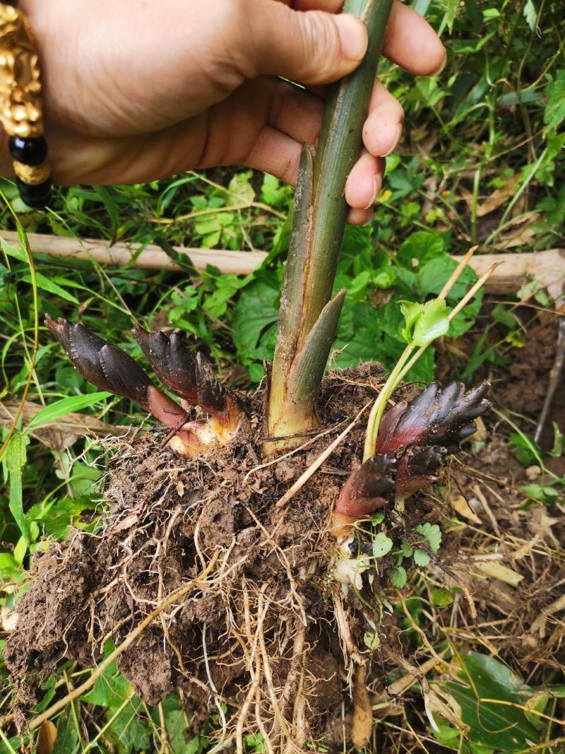 阳菏种