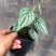 白兰地蔓绿绒天南星科爬藤植物绿萝室内阳台盆栽绿植花卉观叶