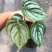 白兰地蔓绿绒天南星科爬藤植物绿萝室内阳台盆栽绿植花卉观叶