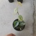 白兰地蔓绿绒天南星科爬藤植物绿萝室内阳台盆栽绿植花卉观叶