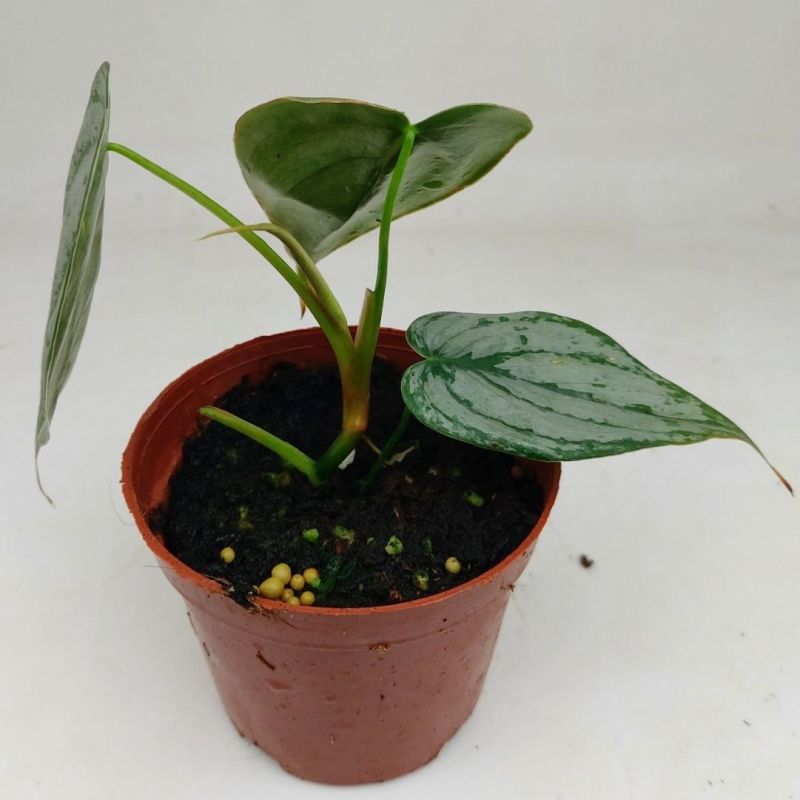 白兰地蔓绿绒天南星科爬藤植物绿萝室内阳台盆栽绿植花卉观叶
