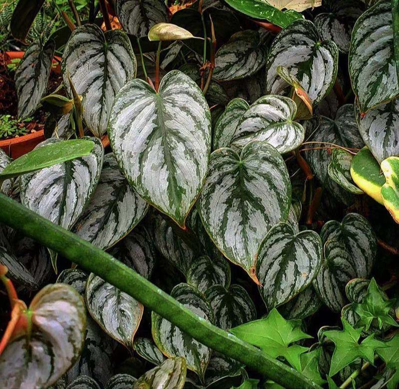 白兰地蔓绿绒天南星科爬藤植物绿萝室内阳台盆栽绿植花卉观叶