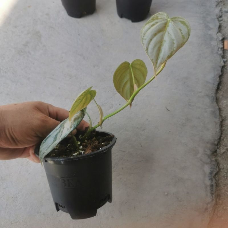 白兰地蔓绿绒天南星科爬藤植物绿萝室内阳台盆栽绿植花卉观叶