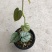 白兰地蔓绿绒天南星科爬藤植物绿萝室内阳台盆栽绿植花卉观叶