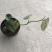 白兰地蔓绿绒天南星科爬藤植物绿萝室内阳台盆栽绿植花卉观叶