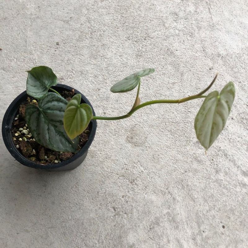 白兰地蔓绿绒天南星科爬藤植物绿萝室内阳台盆栽绿植花卉观叶