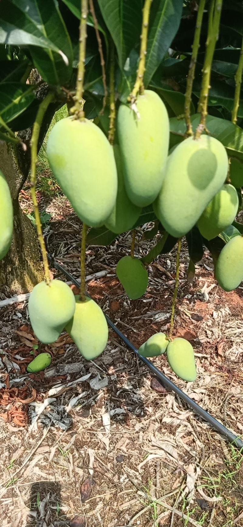 海南东方台农芒果大量上市