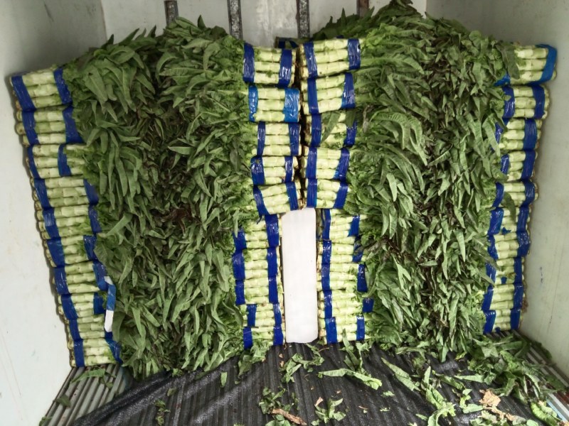 莴苣，莴笋大量供应，货源充足产地直发无空心视频看货