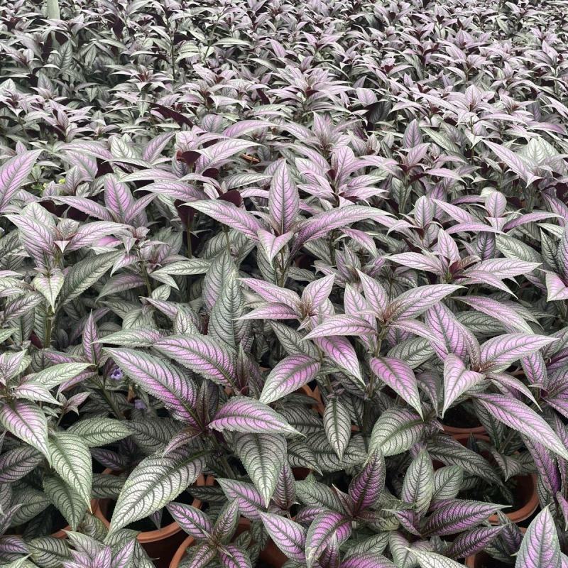 波斯红草梦幻紫红背马蓝盆栽绿植高贵网红容易活